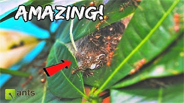 These WEAVER ANT NESTS Will Blow Your Mind