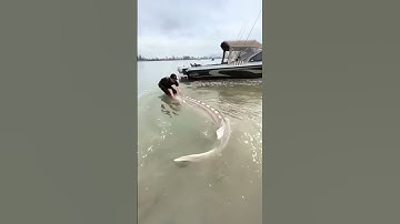 Thủy quái ở sông đà có thật hay không ? #manhbiengioi #nguoilaidosongda #songda #thuyquai #calon