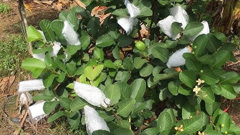 Xử lý Ổi Ruby đậu trái - hướng dẫn và cung cấp phân thuốc cho cây ổi Ruby -0919705120