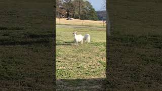 This Was A Surprise Free Lawn Servicegoats goatlife surprise kindness Shocking