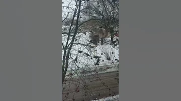 Дрозды едят рябину