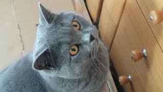 Blue british cat Sas knows where his toy is by Gorazd Zrimsek 4,020 views 3 years ago 2 minutes, 5 seconds