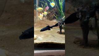 Succer Cat?Nature Shortsyoutube viral yt video planted aquarium Live plant DIY Aquarium