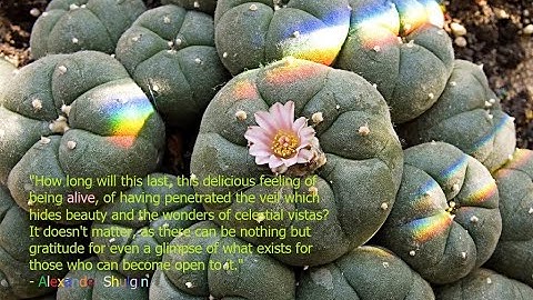 Alexander (Sasha) Shulgin. Why I Do What I Do. psychedelic terminology series, @adam sturch.