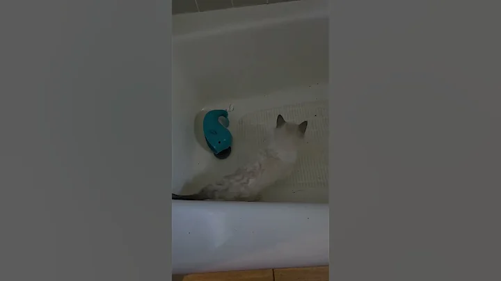 Video 10477211: ragdollkittens cat kitten