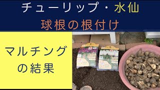 簡単ガーデニング チューリップと水仙の球根植付け マルチングの結果 秋のガーデニング作業 Youtube