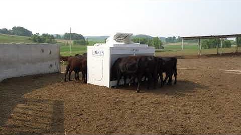 Hanen LSF-12 Cattle Feed Intuition