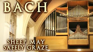 BACH - SHEEP MAY SAFELY GRAZE - ORGAN SOLO - JONATHAN SCOTT by scottbrothersduo 20,595 views 1 month ago 5 minutes, 11 seconds