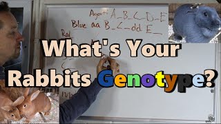 What Is Your Rabbit's Genotype?