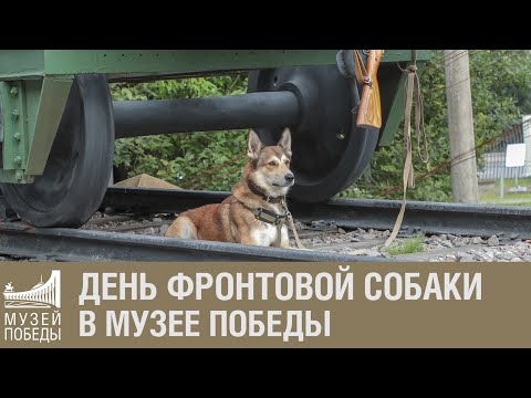 День фронтовой собаки в Музее Победы