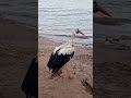 صيد طائر القلاق
