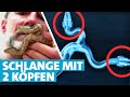 1 Schlange, 2 Köpfe: Doppelkopfboa