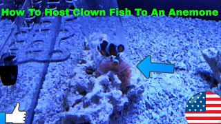 How To Get Clown Fish To Host An Anemone