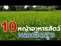 10พันธุ์หญ้าเลี้ยงสัตว์ผลผลิตสูงปลูกง่าย (10 Forage grass varieties) Farm Staion