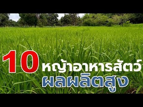 10พันธุ์หญ้าเลี้ยงสัตว์ผลผลิตสูงปลูกง่าย (10 Forage grass varieties) Farm Staion