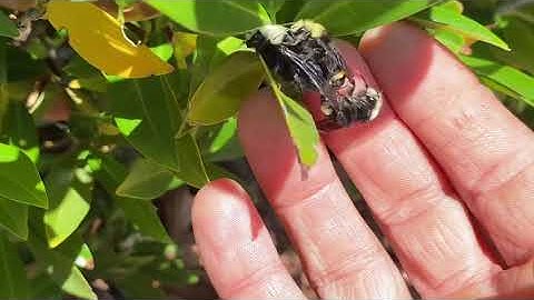 Bumblebee Queen Mating with Two Drones