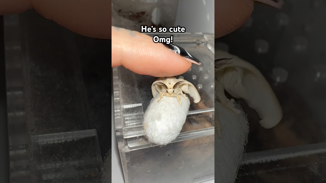 How adorable is this silk moth 
