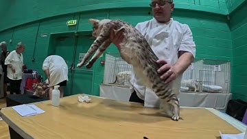 Oriental Longhair & Balinese Cats Presented by GCCF Judge Ross Davies - August 2024