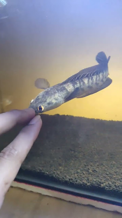 cara melatih ikan channa maru ys biar galak #shorts  #channa #ikanchanna #subscribe