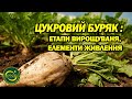 Вирощування цукрового буряку: небезпеки, живлення, етапи розвитку