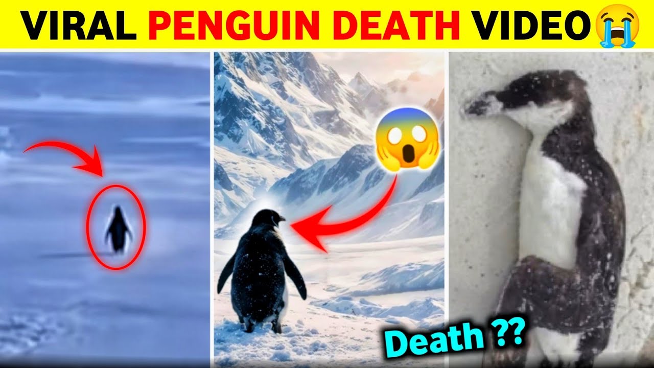 Viral Penguin Death News | Penguin Mountain Documentary | Viral Penguin Video Explained in Hindi
