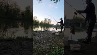 Мини Карп на бойлы Рыбалка на Карпа весной 27 апреля 2022 река Майн 