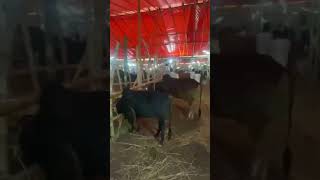 আশুলিয়া গরুর হাট #Ashulia #hat#vairalvideo