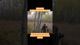 Bow Hunting - Calling Bull Moose during the Alberta Moose Rut #hunting #shorts #alberta #moose