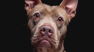 Pet of the Week: Loba from Austin Animal Center | FOX 7 Austin