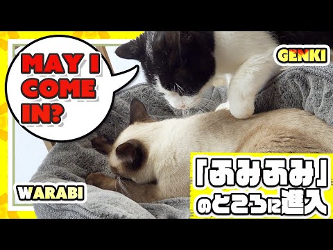 猫の「ふみふみ」のところに進入するとこうなります。