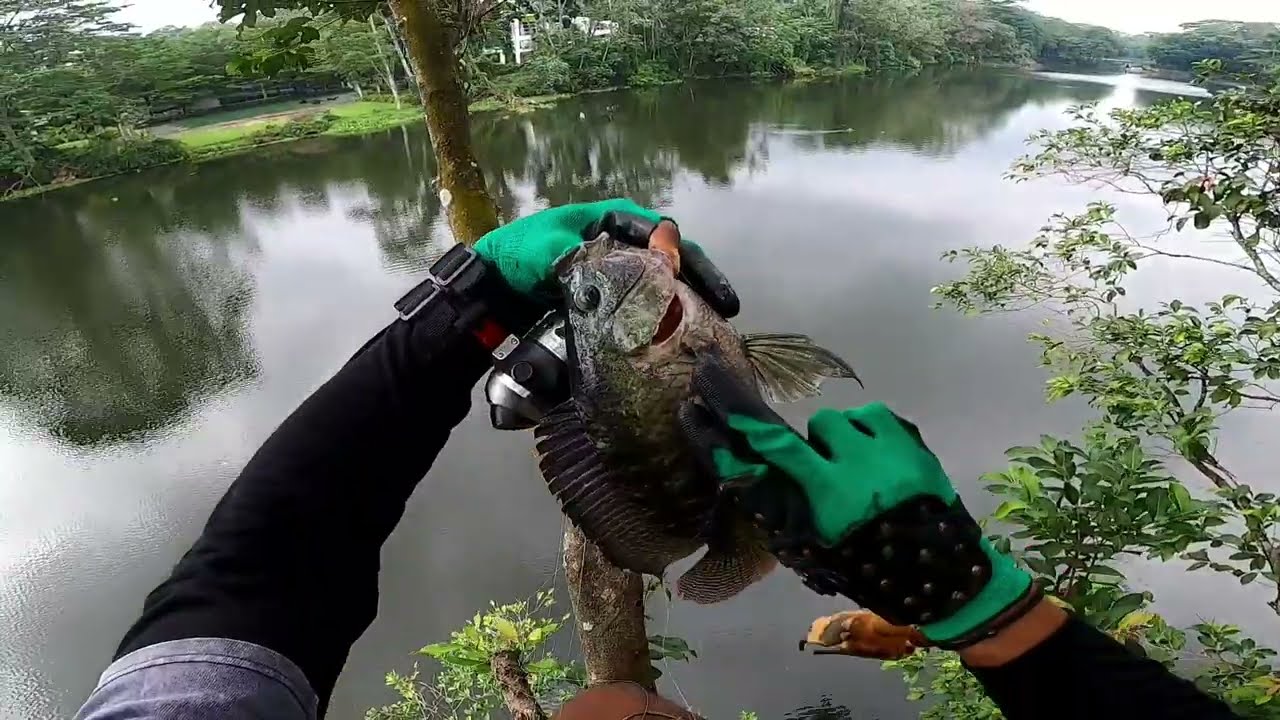🔴 BUKAN di TAIWAN!!  Berburu TALAPIA BESAR dengan KETAPEL! || Use slingshot for Big talapia hunting