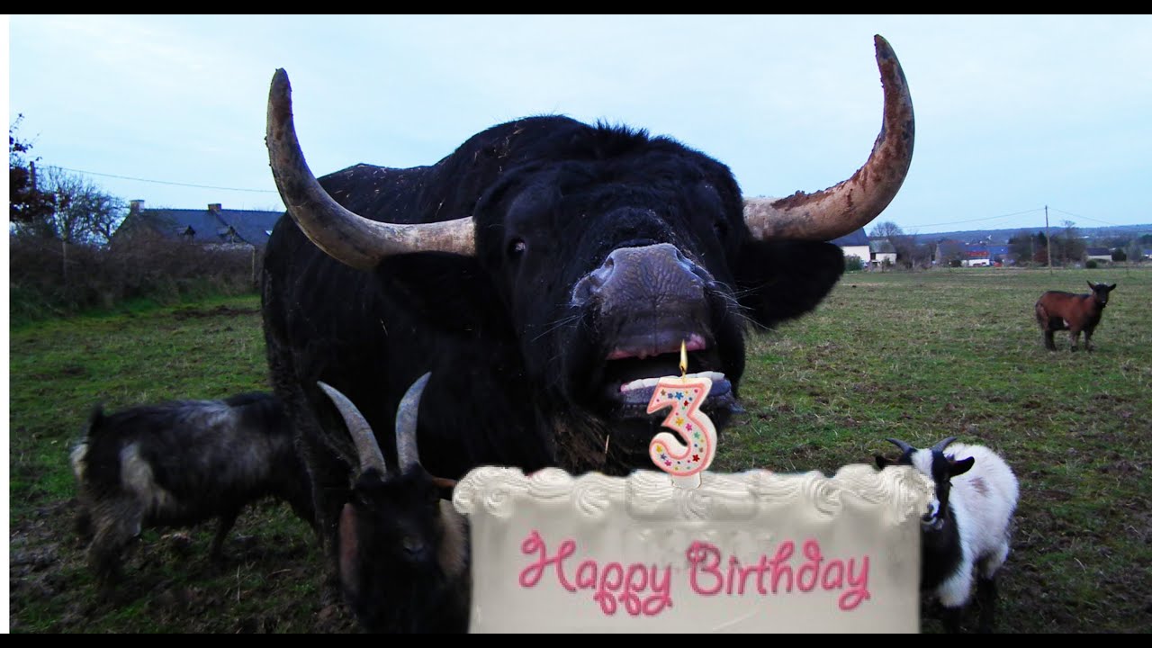 Fadjen Taureau De Combat A Trois Ans Le Site Des Veterinaires Opposes A La Corrida