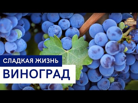 Виноград \ Рецепты \ Сладкая жизнь