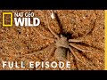 8 Legged Killers (Full Episode) | World