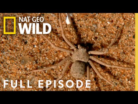 8 Legged Killers (Full Episode) | World