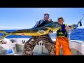 Greenstick fishing for bull mahimahi in hawaii