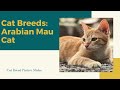 Arabian Mau Slides - Cat Breeds の動画、YouTube動画。