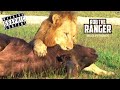 Four Male Lions Suffocate And Eat One African Buffalo