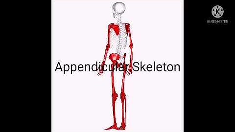 Movement Enhancement PE1- Human Movement and Its Body System.