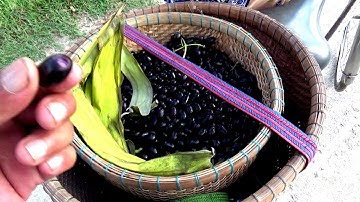 Đã đến mùa đi hái trâm trên đồng ruộng bậc thang Tà Pạ,  Núi Tô, Tri Tôn, An Giang 13/05/2019