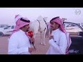 الرسالة الثامنة مهرجان ومزاد حفر الباطن للإبل 