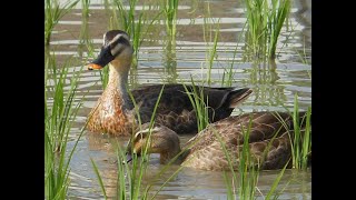 Ducks Trained to Manage Rice Paddies in Thailand