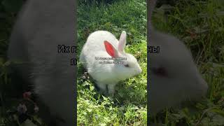 Ти знал что кролики 🐇…. #кролики #природа #фактымира