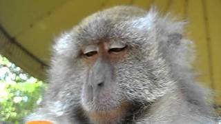 Macro video of carrot-eating macaque.