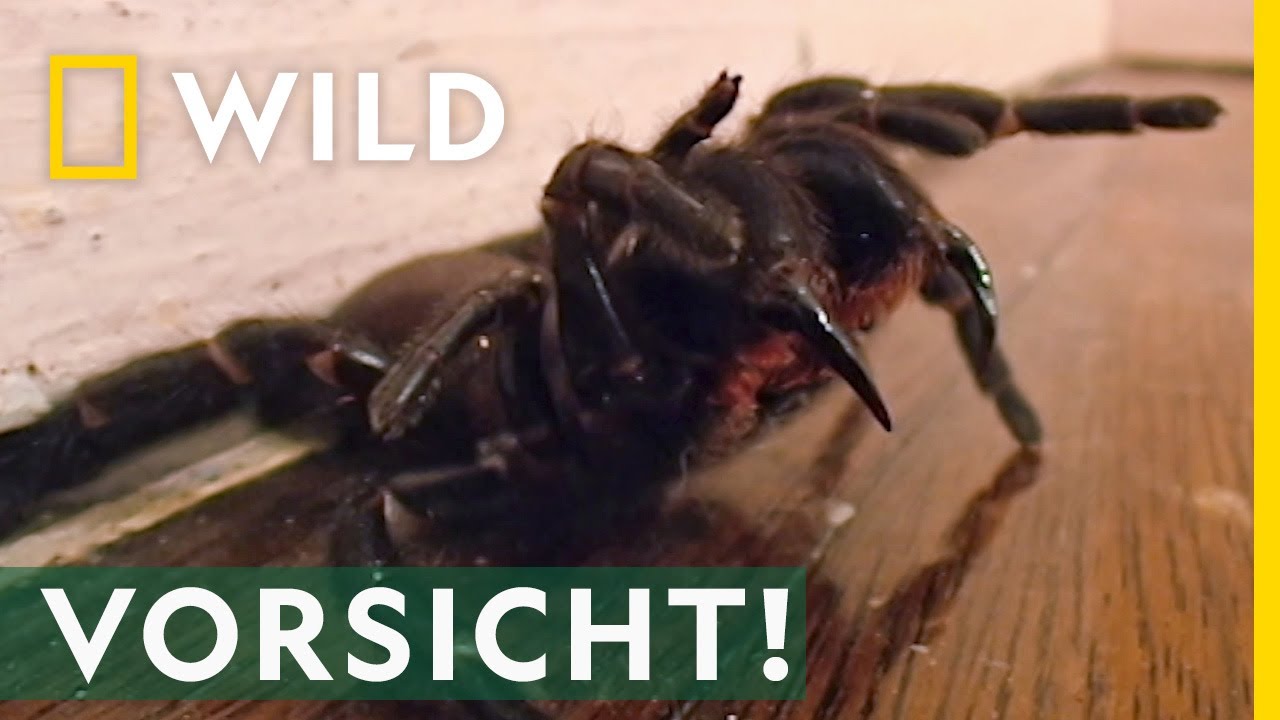 Nosferatu-Spinne erobert auch Mitteldeutschland | Umschau | MDR