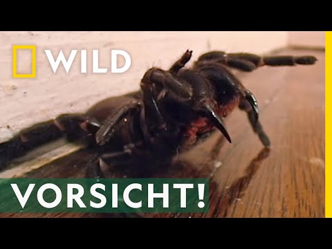 Video: Wo leben die Trichternetzspinnen?