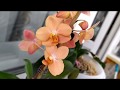 Ирен Добкин и мои цветущие орхидеи зимой