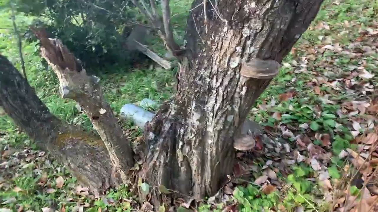 【3体同時!?】スモモの木の不思議なキノコ3銃士に霧吹きしたら想像以上の展開にｗ