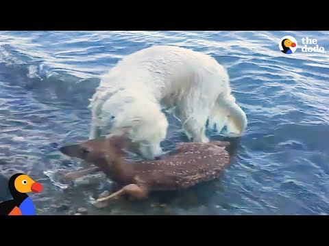 Animals Rescue Other Animals In Need | The Dodo Top 5