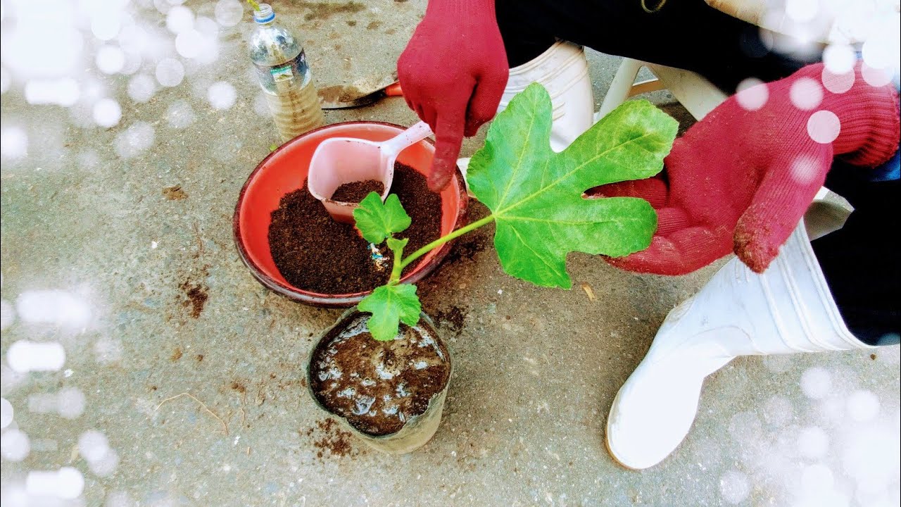 無花果 枝條孵根不再大費周章 一瓶水就夠了 Youtube Plants 無花果 枝條孵根不再大費周章 一瓶水就夠了 Youtube Plants